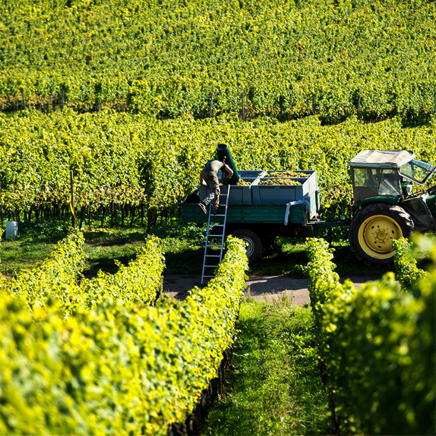 2013 Weinlese-88.jpg