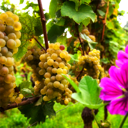 Roter Hang Kopie.jpg