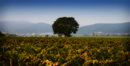 DSC_6188_Eselshaut Kopie.jpg