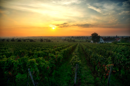 DSC_6162_Mandelgarten Kopie.jpg